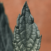 16th Jul 2023 - Mint Leaf
