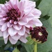 Dahlias in my sister-in-law’s garden by mltrotter