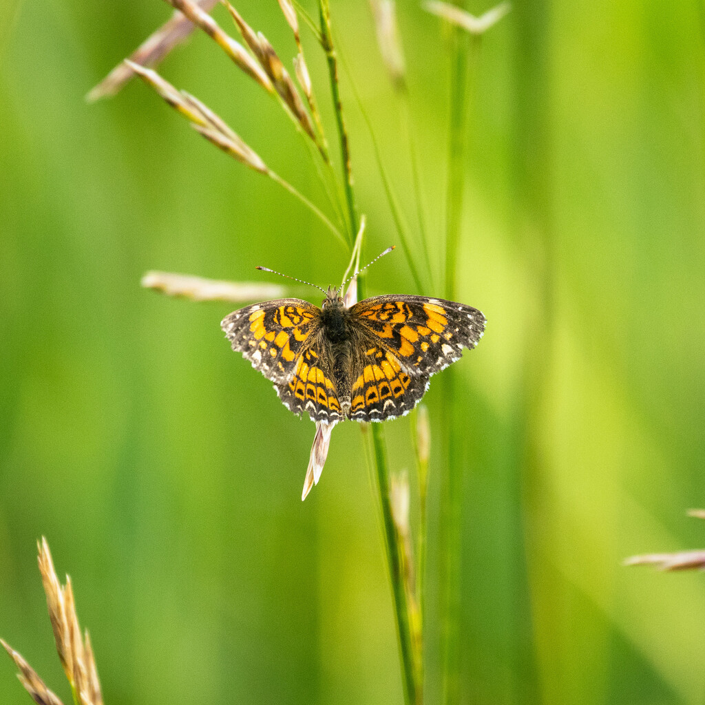 checkerspot by aecasey