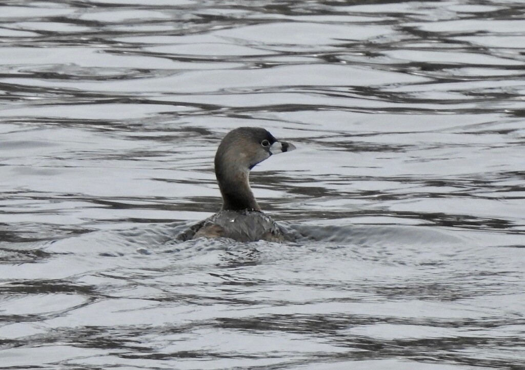 Grebe by sunnygreenwood