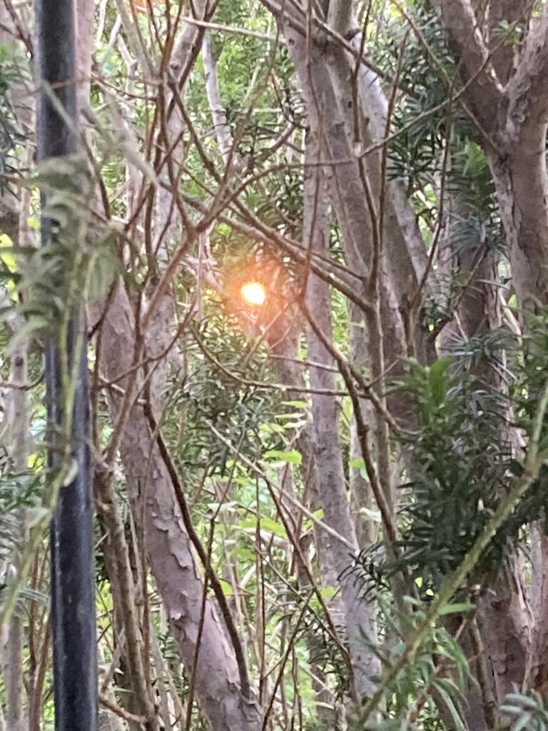 Setting Sun through the Yew by spanishliz