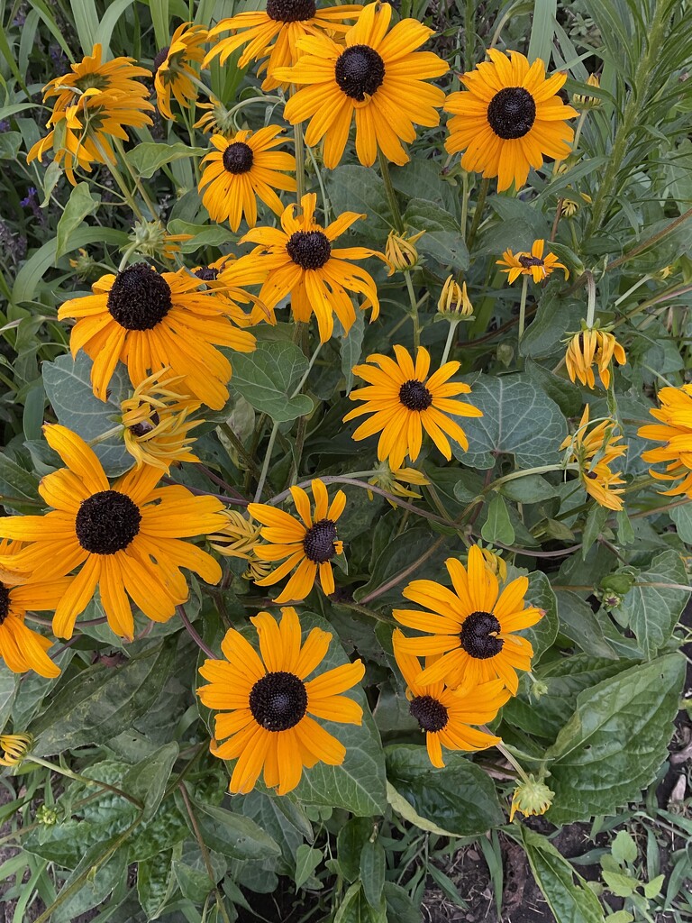 Black Eyed Susan’s  by illinilass