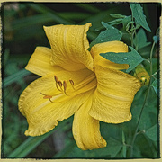 16th Jul 2023 - Yellow Daylily
