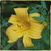 Yellow Daylily by gardencat