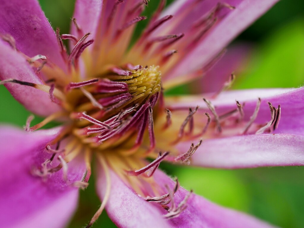 Fading clematis by ljmanning