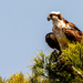 One More Osprey Shot! by rickster549