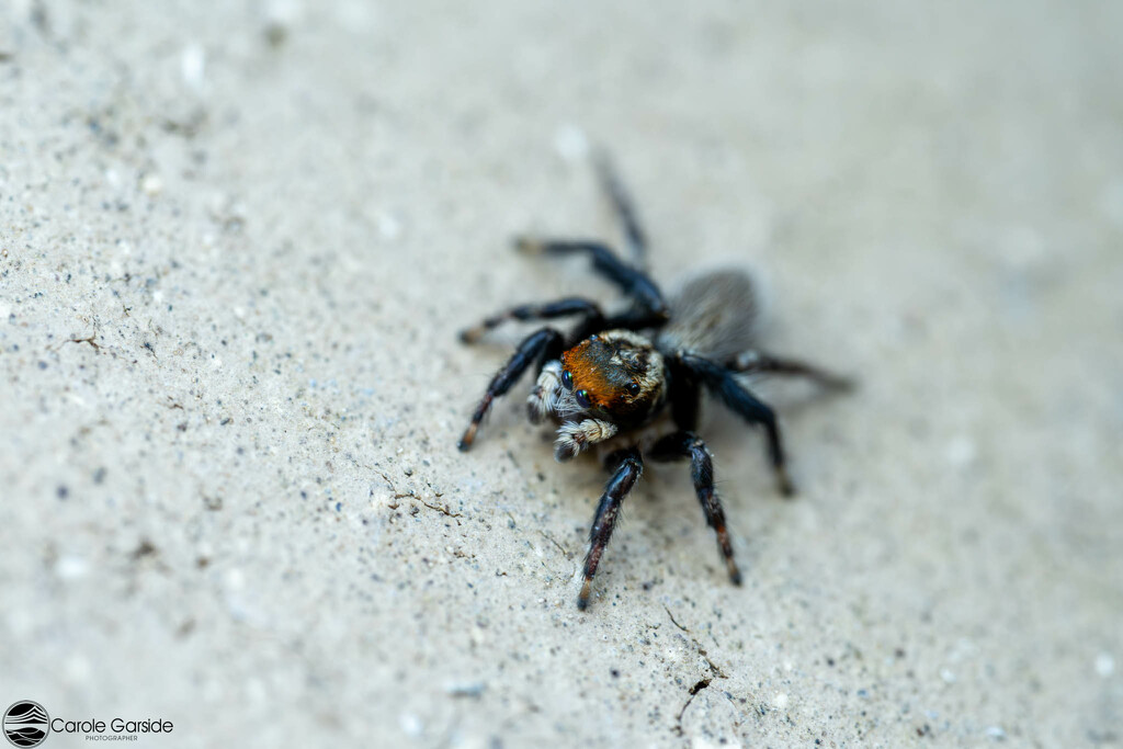 Jumping Spider by yorkshirekiwi