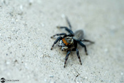 17th Jul 2023 - Jumping Spider