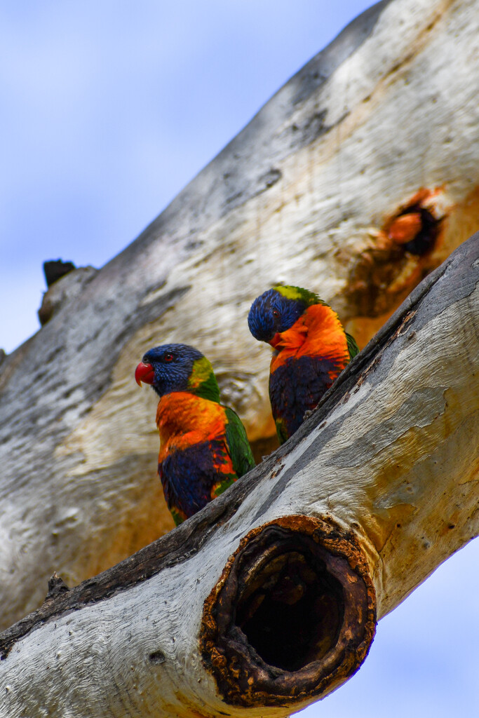 Rainbow Lorikeets by nannasgotitgoingon