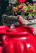 16th Jul 2023 - ~House Finch~