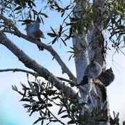 21st Jun 2023 - Three Pigeons in A Tree ~