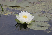 16th Jul 2023 - Waterlily Blooming in the Speed River 