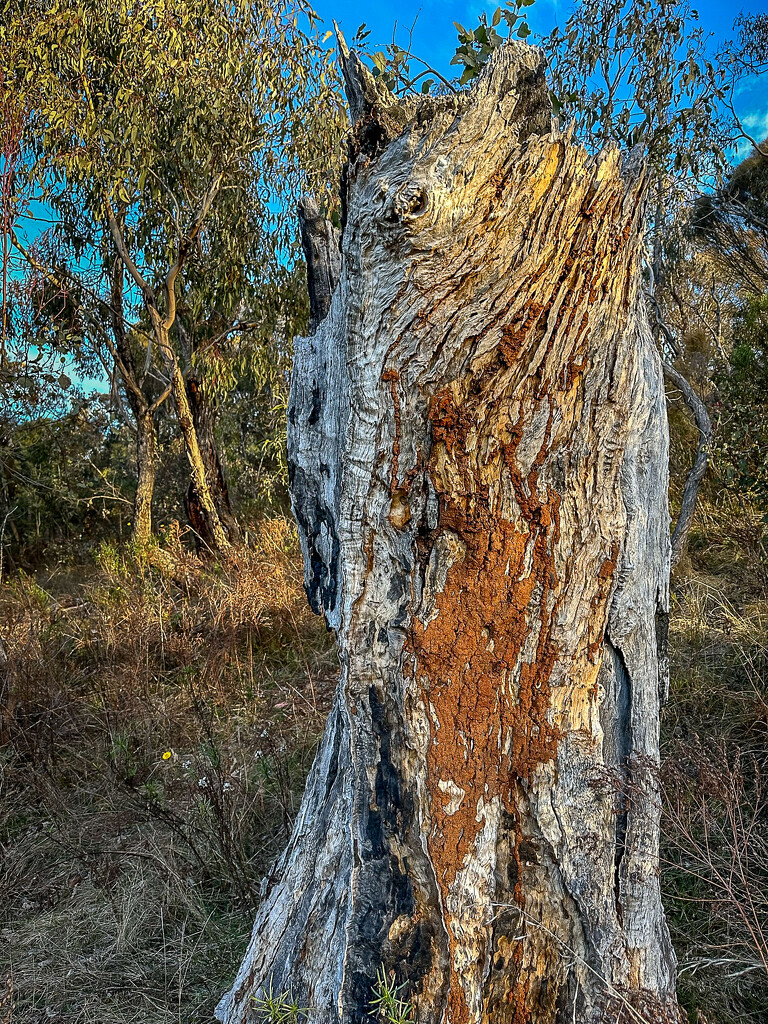 Anything but a black stump by pusspup