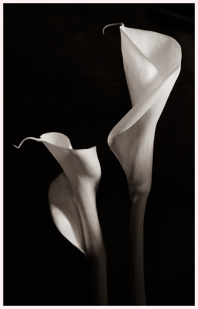 Pair of lillies by 365projectclmutlow
