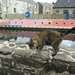 Tabby cat on the canal wall. by grace55