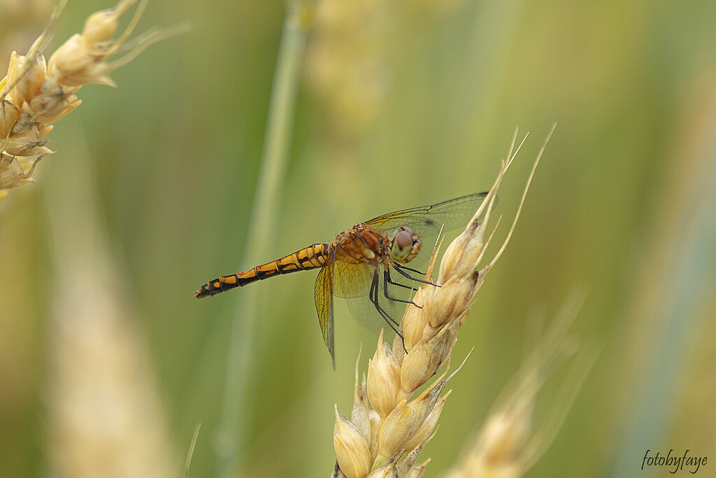 Dragonfly by fayefaye