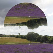 17th Jul 2023 - Witchoriaish Lavender