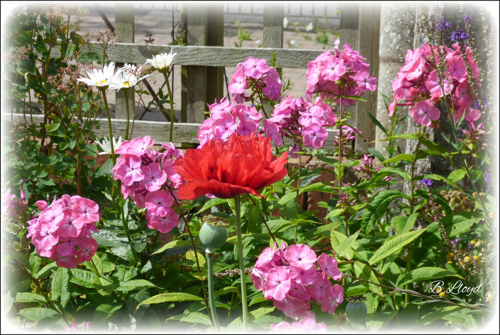 Phlox time in the garden, by beryl