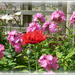 Phlox time in the garden, by beryl