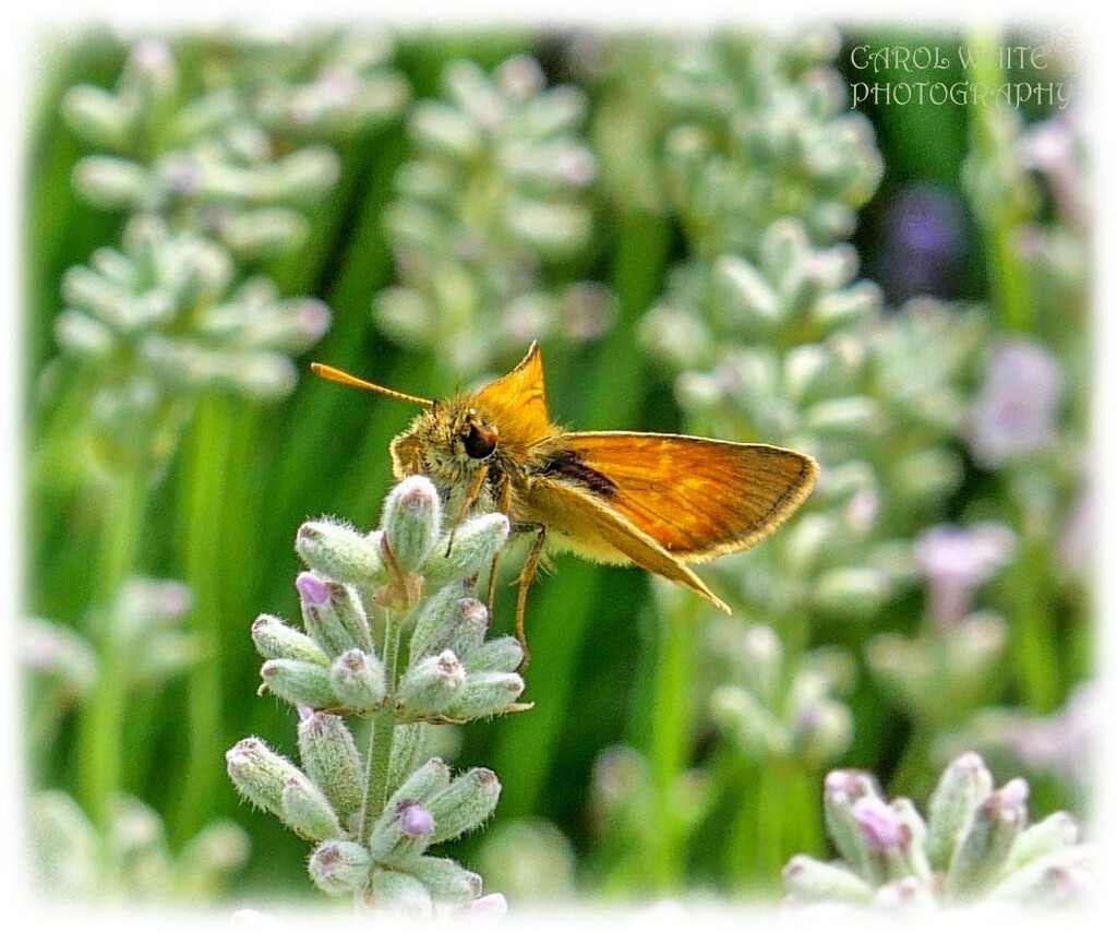 Small Skipper Butterfly by carolmw
