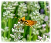 17th Jul 2023 - Small Skipper Butterfly
