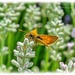 Small Skipper Butterfly by carolmw