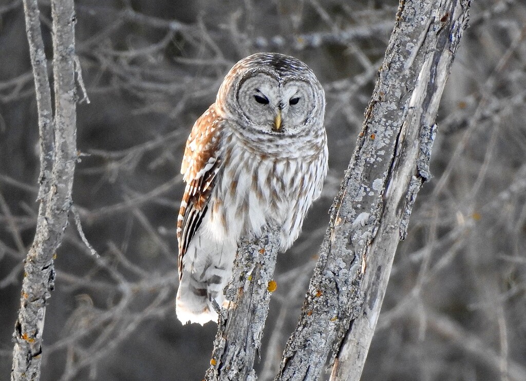 Barred Owl by sunnygreenwood