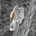 Barred Owl by sunnygreenwood