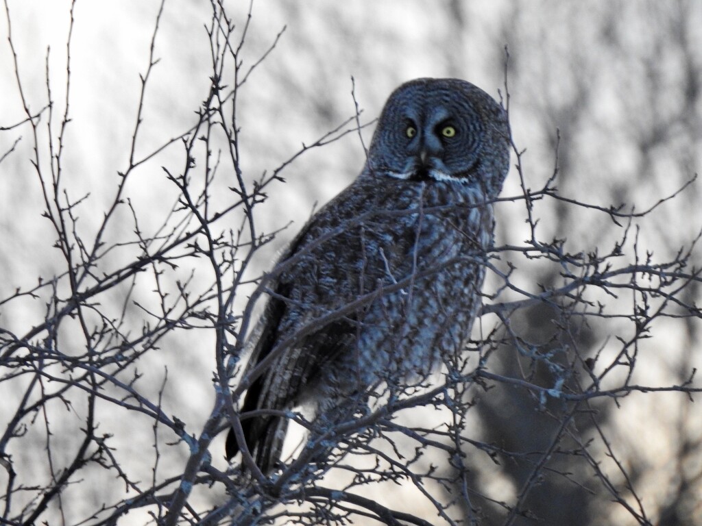 Great Grey Owl by sunnygreenwood
