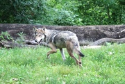 15th Jul 2023 -  Wolf On The Prowl 