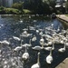 Swans by philm666