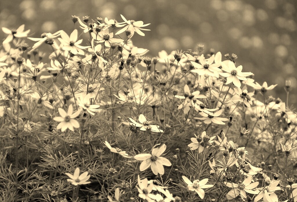 Some pretty flowers in sepia by mittens