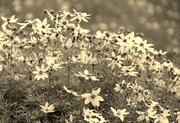 17th Jul 2023 - Some pretty flowers in sepia