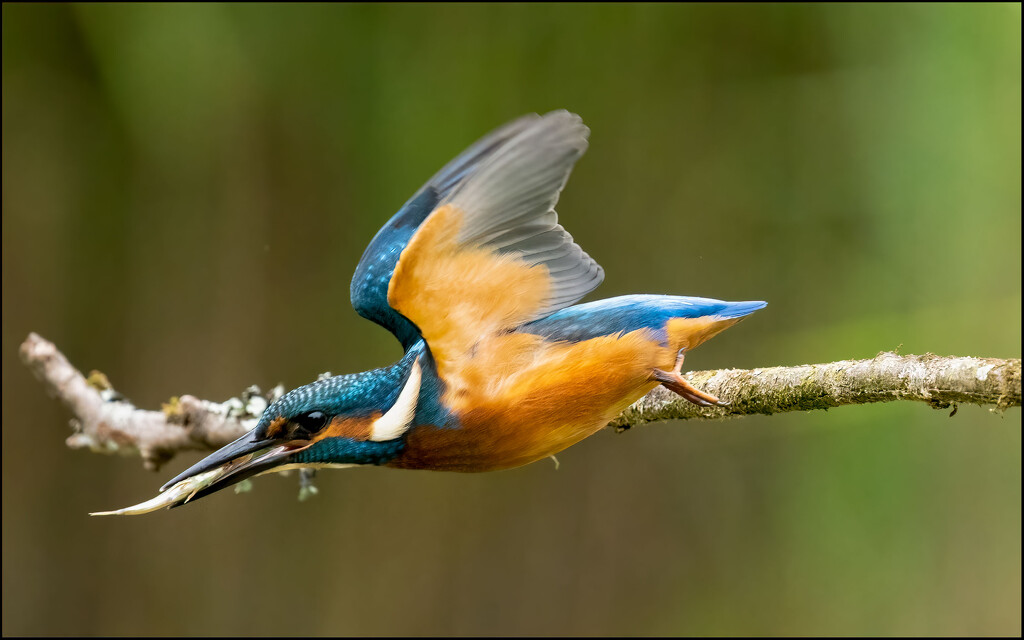 Kingfisher by clifford