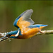 Kingfisher by clifford