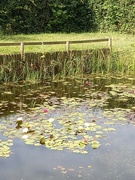 17th Jul 2023 - Water lillies 