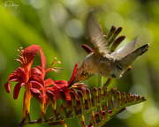 18th Jul 2023 - Hummingbird Stretch 