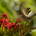 Hummingbird Stretch  by jgpittenger