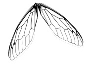 17th Jul 2023 - Wings anyone……