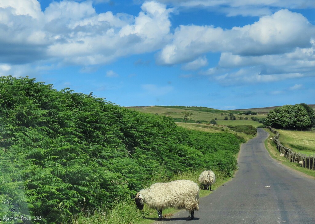 Kildale to Commondale by craftymeg