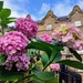 Hydrangeas in the city  by boxplayer