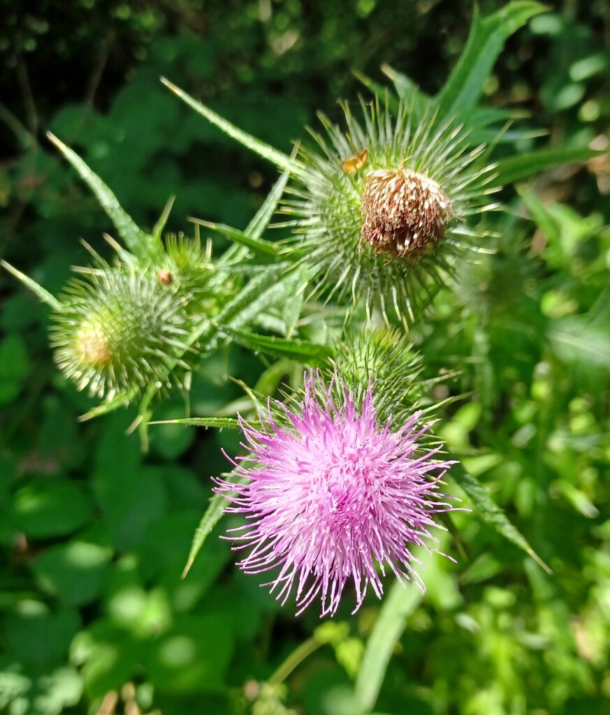 Three stages of thistle by busylady