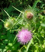 17th Jul 2023 - Three stages of thistle