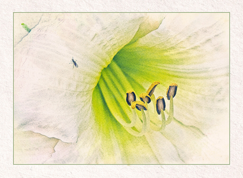 Vanilla Fluff Daylily by gardencat