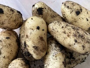 17th Jul 2023 - First Potatoes of the Year