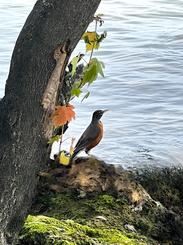 Robin by the Lake  by rensala