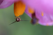 11th Jul 2023 -  Finding Nectar in Kathy Brown's Garden