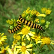 17th Jul 2023 - Spotted these two stripy caterpillars on our woodland walk