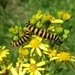 Spotted these two stripy caterpillars on our woodland walk by anitaw