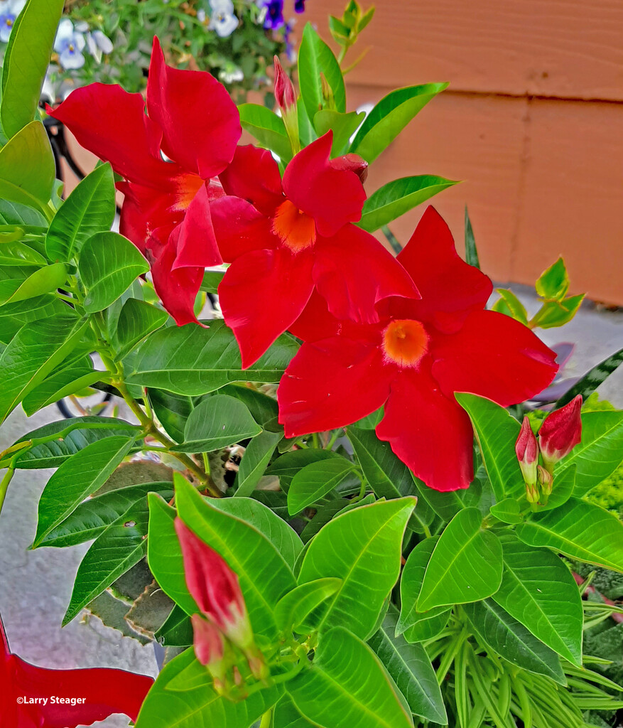 Red Brazilian Jasmine by larrysphotos